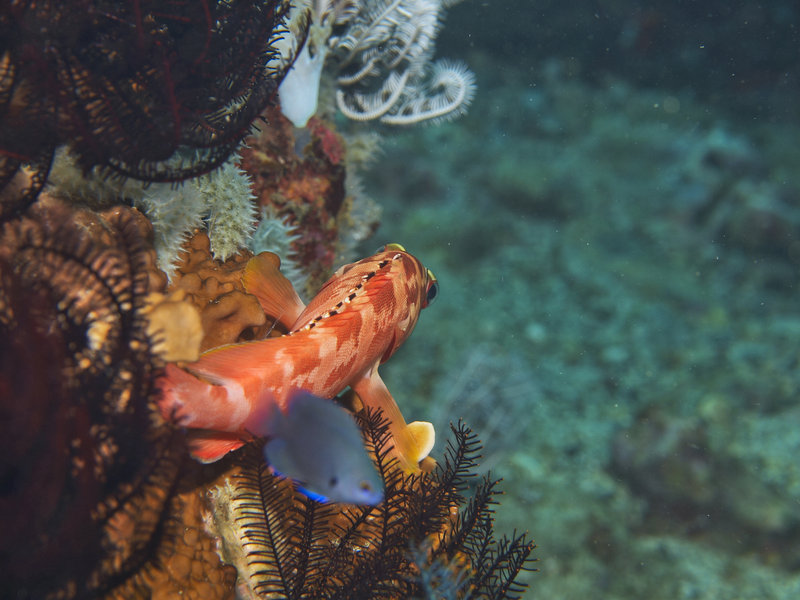 Squirrel fish, Monkey Beach